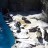 Silesian Zoological Garden - Penguins