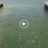 Riviera Beach - Manatee