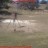 Roswell - Deer