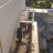 Sacramento - Peregrine Falcons
