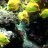 Baltimore - National Aquarium - Pacific Coral Reef
