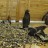 Silesian Zoological Garden - Penguins