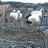 Feuchtwangen - Storks