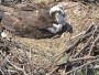 Mooresville - Lake Norman - Osprey