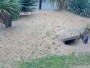 Dublino - Zoo