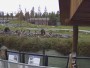 West Yellowstone - Wildlife Park Center - Grizzlybären