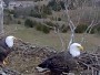 Shepherdstown - Eagle nest