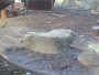 Zoológico de Taronga: elefantes, tigres, leones