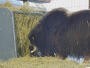 Fairbanks - Muskoxes