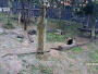 Chengdu - Rezerwat Pandy Wielkiej