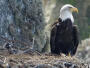Catalina Island - West End Bald Eagle Nest