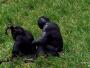 Kinshasa - Enclos du sanctuaire Lola ya Bonobo