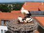 Straubing - Cigognes