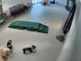 Pikesville - Parkwood Pet Resort Pikesville