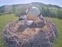 Alfeld - Storks