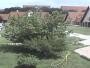Ifrane - Al Akhawayn University