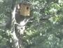 Gronau - Driland - Birdhouse