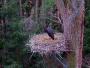 Noteć Forest - Black storks