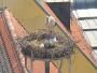 Crailsheim - Storks