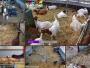 Dumfries - Dalscone Farm Fun