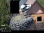 Iváncsa - Storks