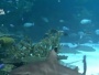 Baltimore - National Aquarium - Blacktip Reef
