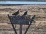 Old Saybrook - Osprey nest