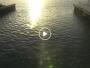 Riviera Beach - Manatee