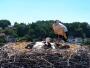 Röttenbach - Cicogne