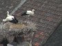 Rust - Storks