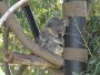 San Diego - Zoo - Coala