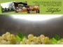 Spitz - Weingut Lagler